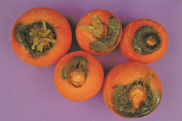 Tache noire au collet liée au Fusarium spp. sur carotte